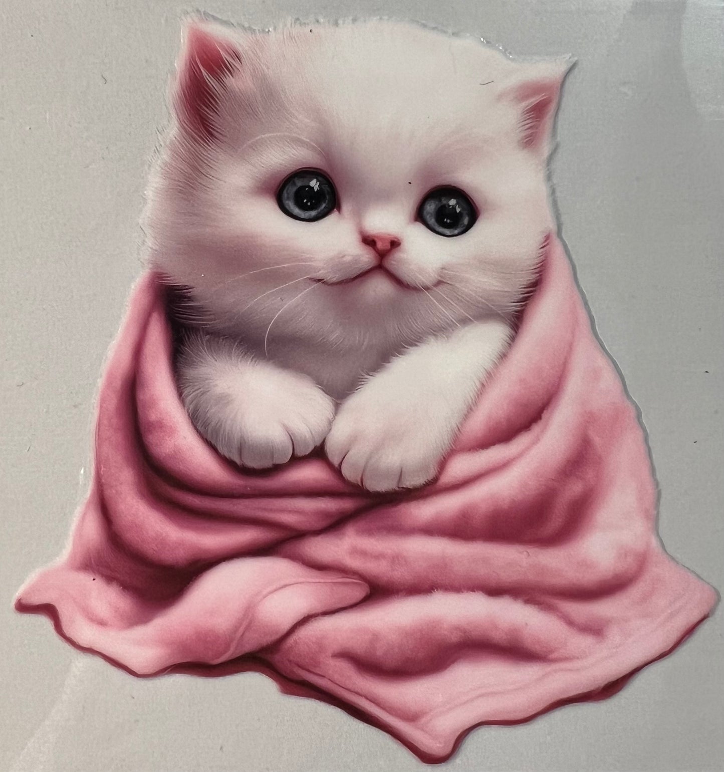 Kitten