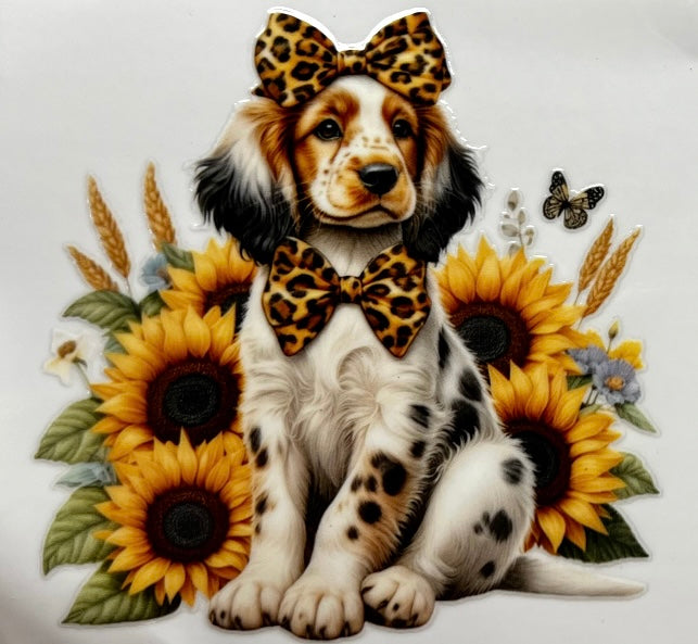 English Setter