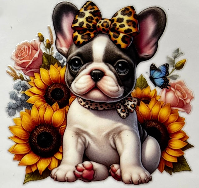 French Bulldog #3