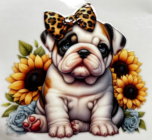 English Bulldog
