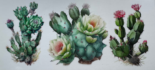 Cactus